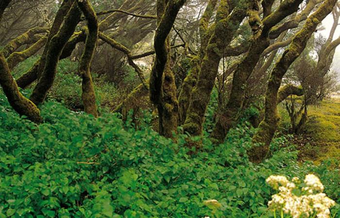 Finca Los Arcos Del Laurel Moya  Εξωτερικό φωτογραφία