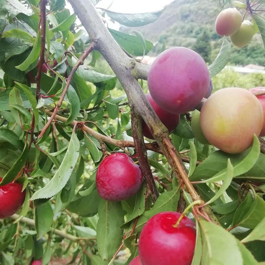 Finca Los Arcos Del Laurel Moya  Εξωτερικό φωτογραφία