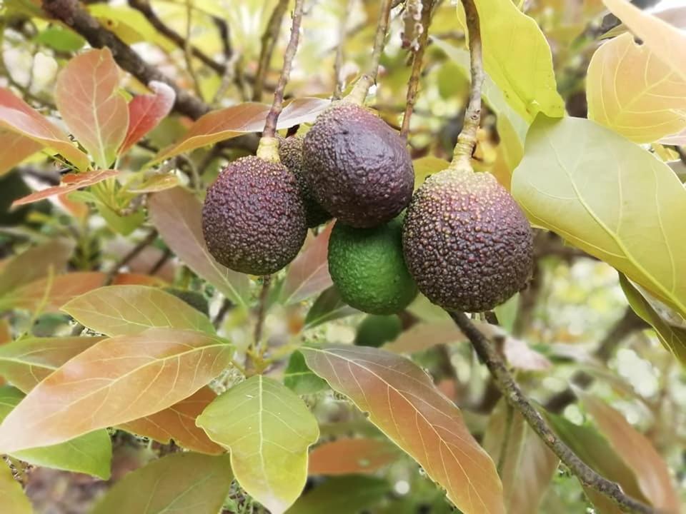 Finca Los Arcos Del Laurel Moya  Εξωτερικό φωτογραφία