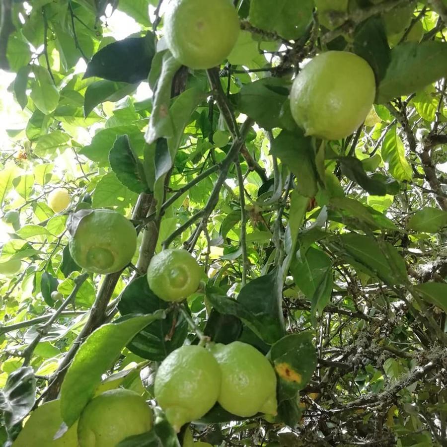 Finca Los Arcos Del Laurel Moya  Εξωτερικό φωτογραφία