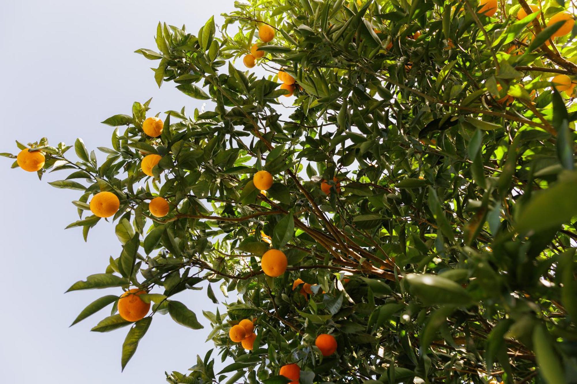 Finca Los Arcos Del Laurel Moya  Εξωτερικό φωτογραφία