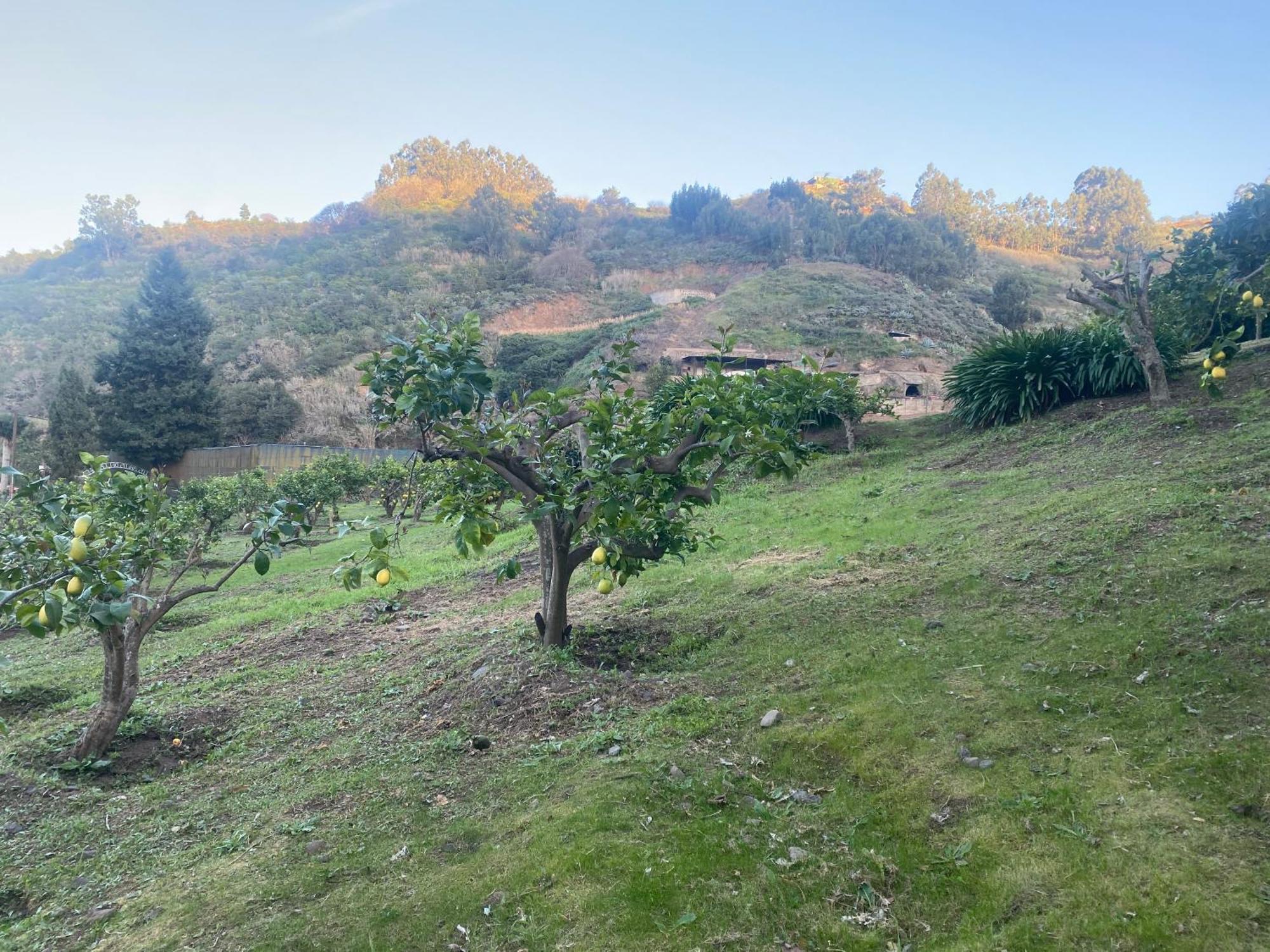 Finca Los Arcos Del Laurel Moya  Εξωτερικό φωτογραφία