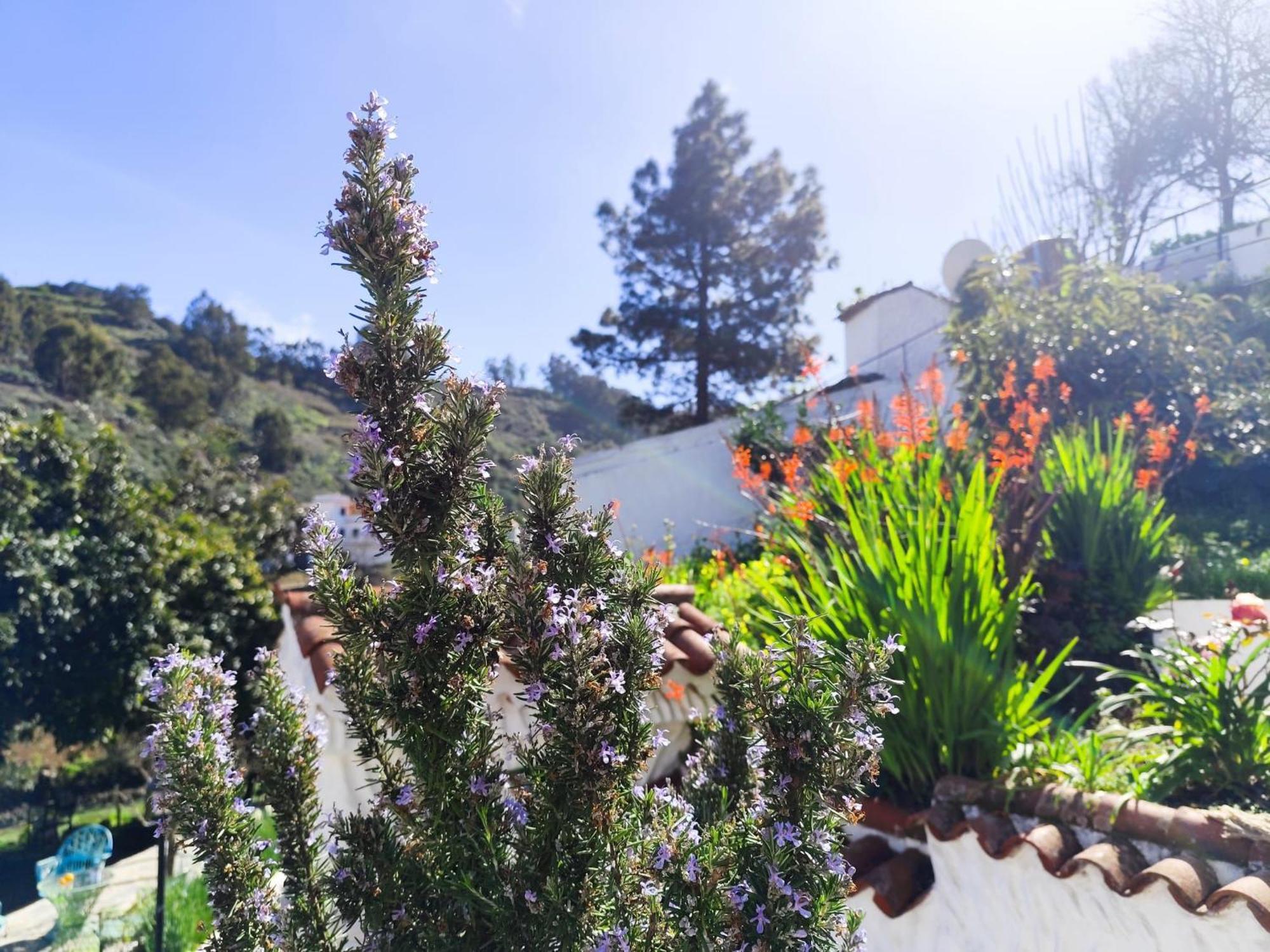 Finca Los Arcos Del Laurel Moya  Εξωτερικό φωτογραφία