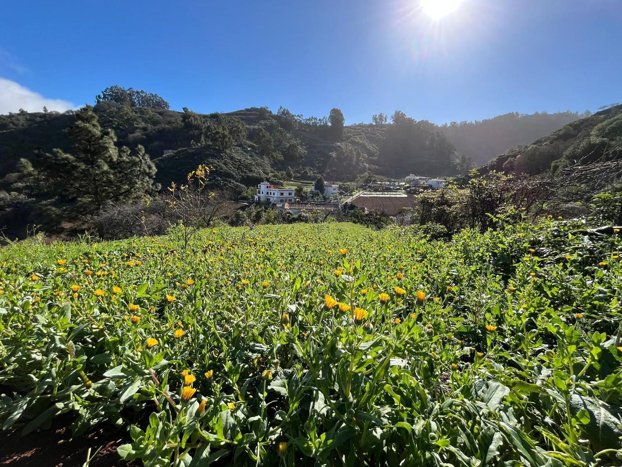 Finca Los Arcos Del Laurel Moya  Εξωτερικό φωτογραφία